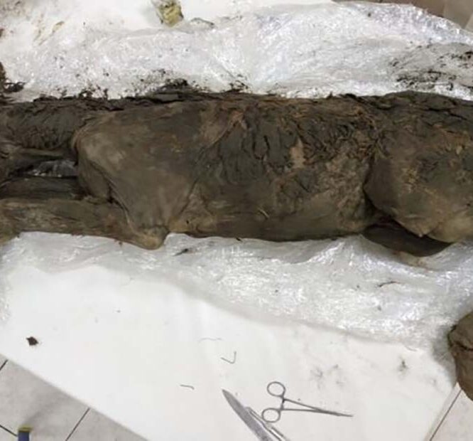 Scientists Extracted Liquid Blood From 42,000-Year-Old Foal Found in Siberian Permafrost