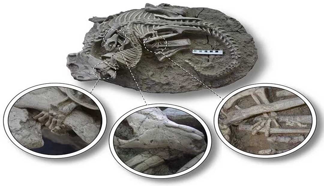 Unusual Fossil Shows Small Mammal Attacking Larger Dinosaur