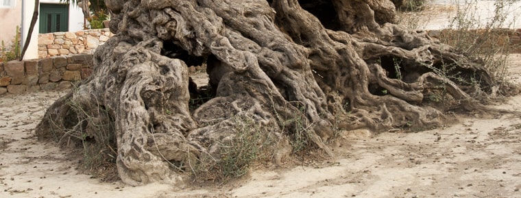  World’s Oldest Olive Tree 