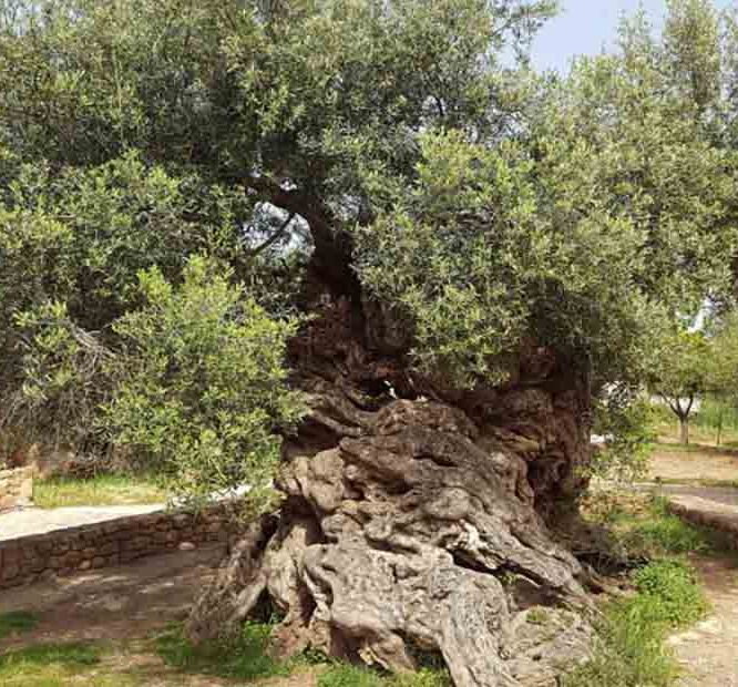 World’s Oldest Olive Tree