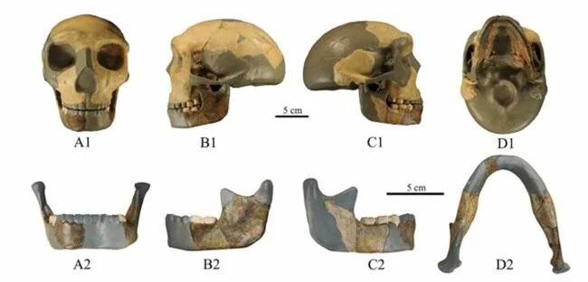 Ancient Skull Found in China Is Unlike Any Human Seen Before