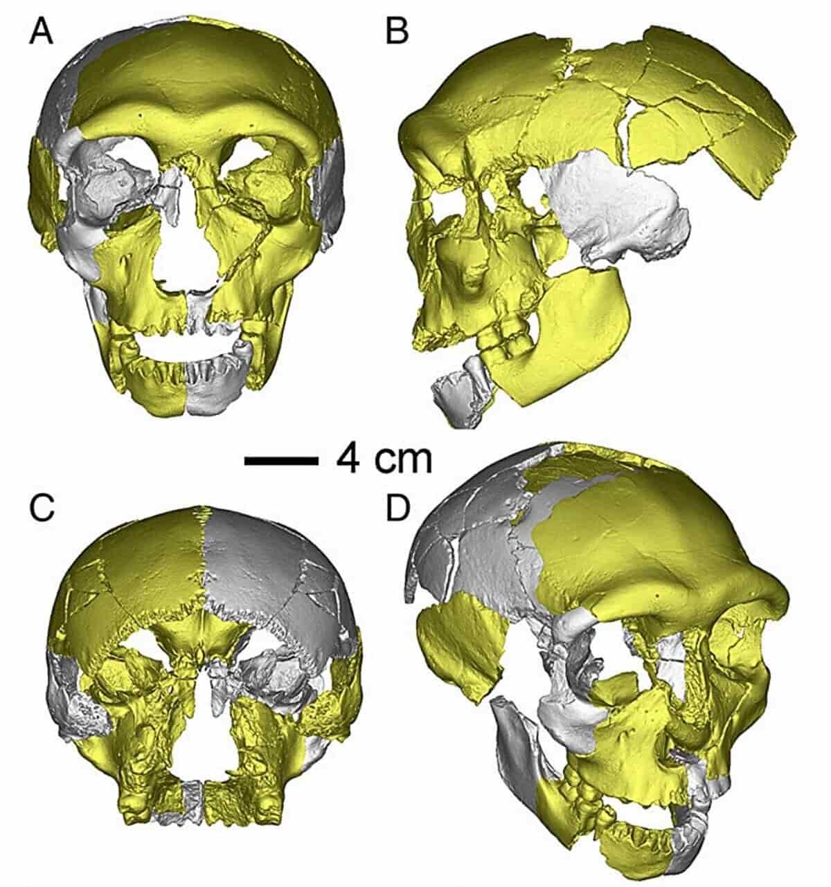 Ancient Skull Found in China Is Unlike Any Human Seen Before