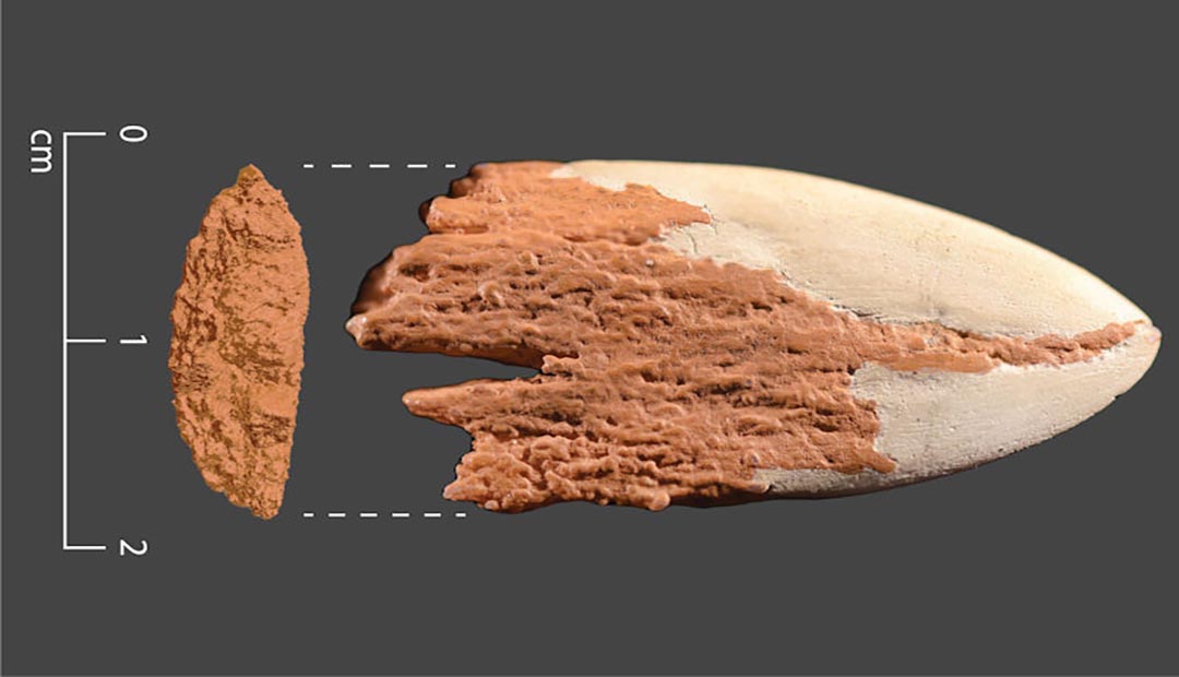 Evidence Oldest Bone Spear Point In The Americas Is 13,900 Years Old