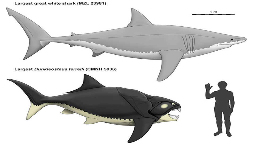 Cleveland’s Prehistoric Sea Monster Had A Mouth Twice As Large As A Great White Shark