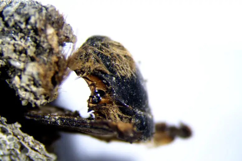 Scientists Discover Hundreds of Mummified Bees