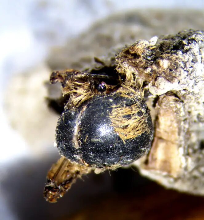 Scientists Discover Hundreds of Mummified Bees