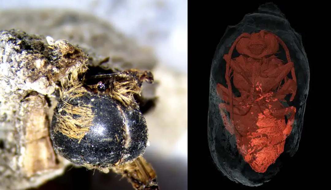 Scientists Discover Hundreds of Mummified Bees From the Time of Pharaohs
