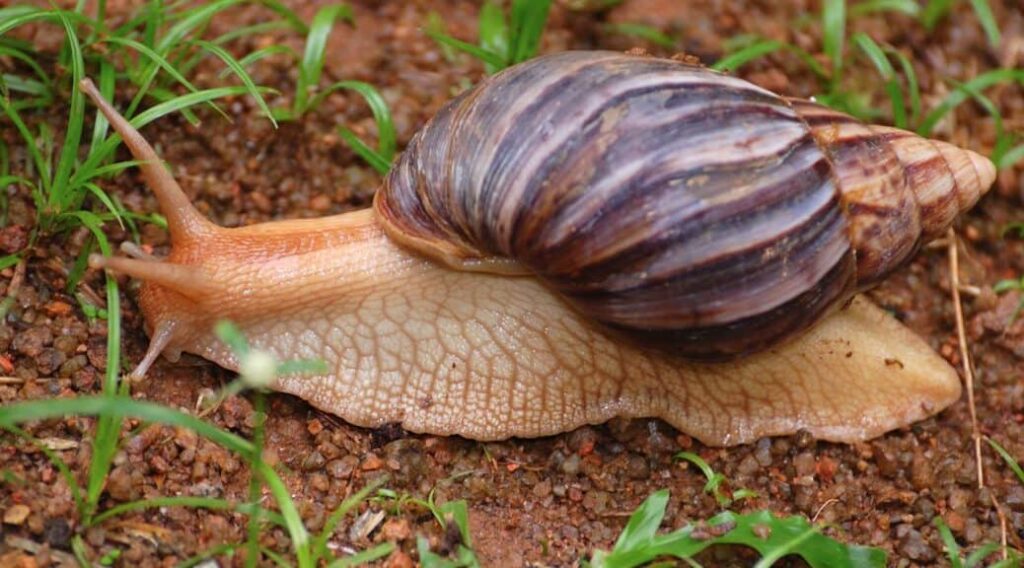 Ancient Humans Cooked And Ate Giant Land Snails 