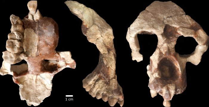 New Fossil Ape Challenges The Story Of Human Evolution