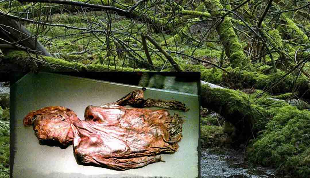 Clonycavan Man: Unraveling the 2,300-year-old Murder Mystery