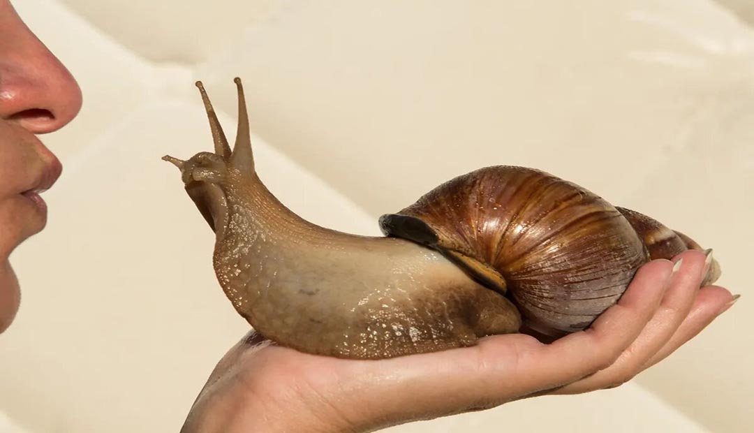 Ancient Humans Cooked And Ate Giant Land Snails