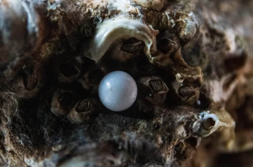 Archaeologists Discover Over 6,500-year-old Pearl Bead in Qatar Brave