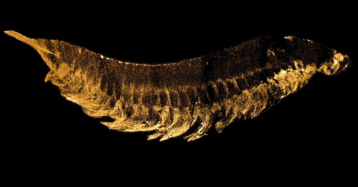 Three-Eyed “Fossil Monster” – 520 Million-Year-Old Fossil