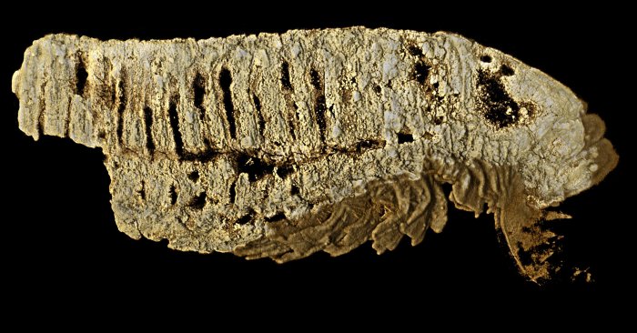 Three-Eyed “Fossil Monster” – 520 Million-Year-Old Fossil