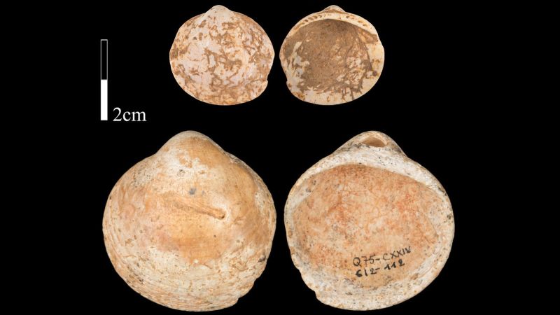 Ancient Shells: The Evolution of Personal Identity Over 100,000 Years Ago