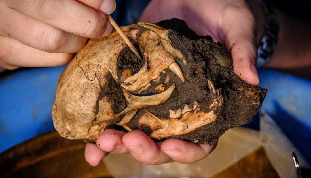 Holding Cell for Gladiators, Doomed Prisoners Found at Roman Amphitheater in England