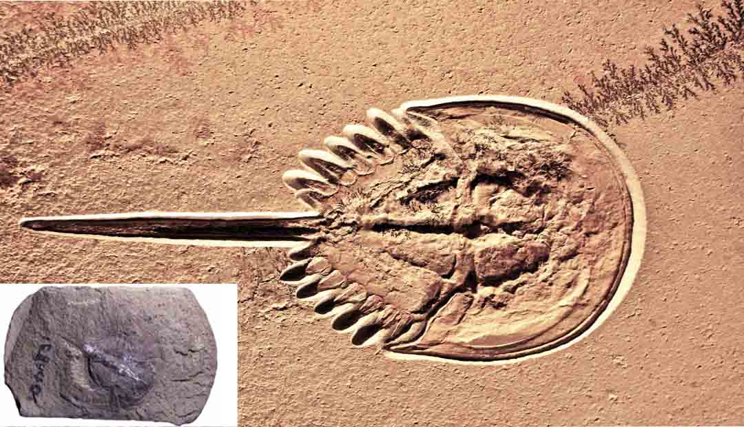 Fossilization Reveals 310-Million-Year-Old Horseshoe Crab Brain