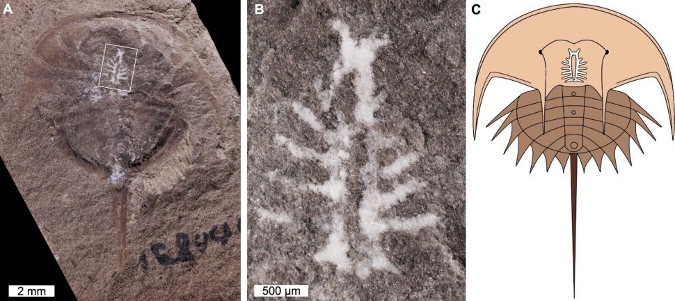 Fossilization Reveals 310-Million-Year-Old Horseshoe Crab Brain