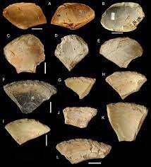 Ancient Shells: The Evolution of Personal Identity Over 100,000 Years Ago