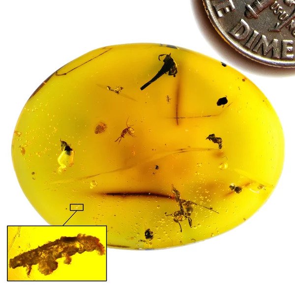 Tardigrade Fossil Found in 16-million-year-old Dominican Amber