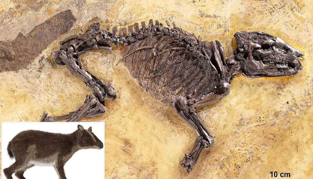 48-Million-Year-Old Horse-Like Creature That Mimicked a Badger