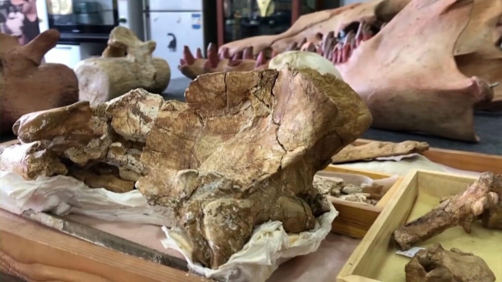 43 Million-Year-Old Fossil of a Four-Legged Whale