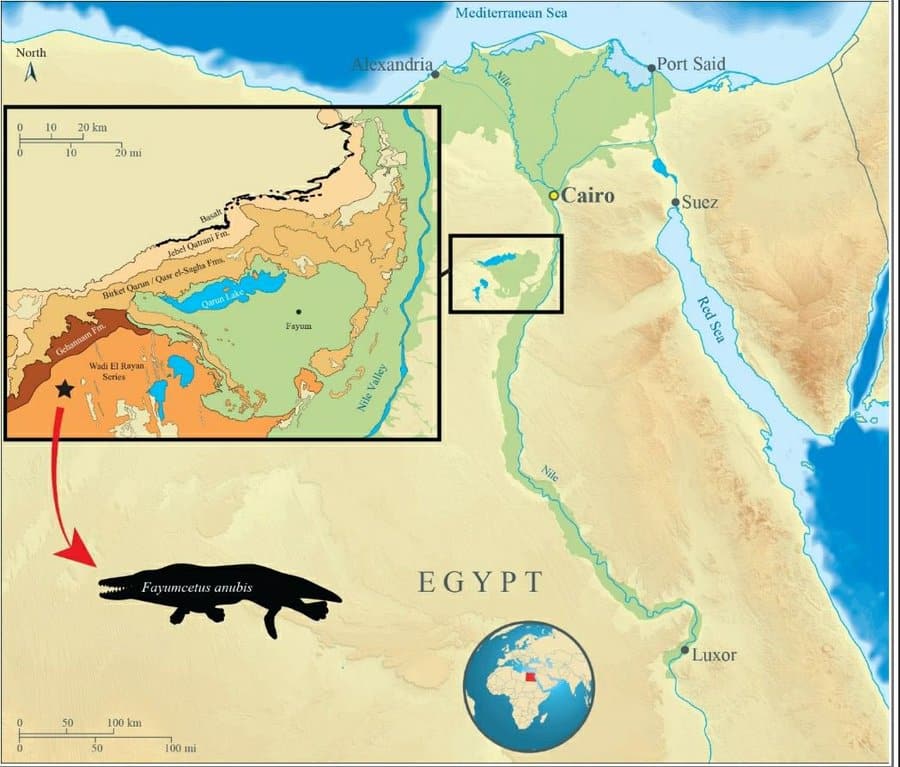 43 Million-Year-Old Fossil of a Four-Legged Whale