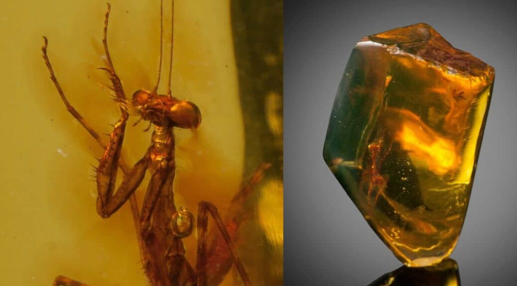 Praying Mantis Perfectly Preserved In A Piece Of Amber