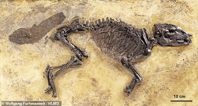 48-Million-Year-Old Horse-Like Creature That Mimicked a Badger