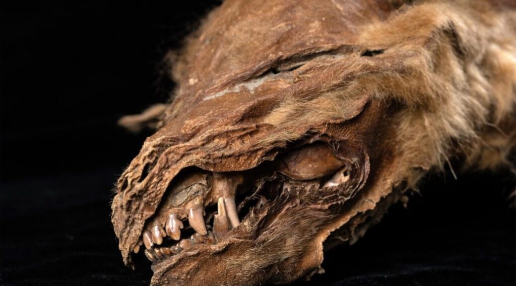 Old Wolf Pup Mummy in Canadian Permafrost