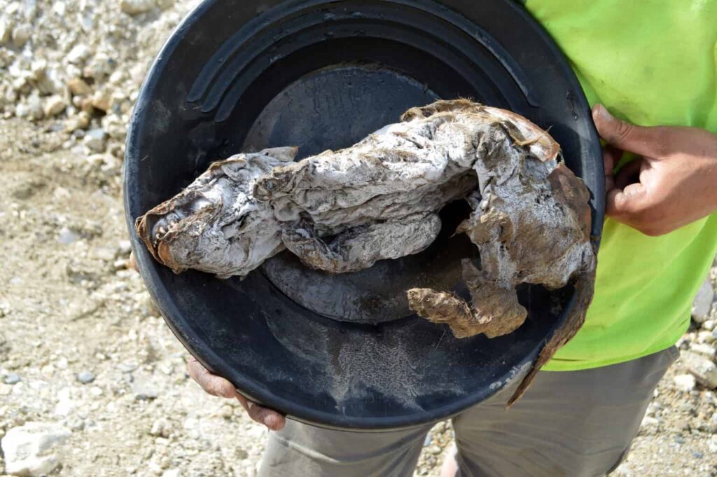 Old Wolf Pup Mummy in Canadian Permafrost