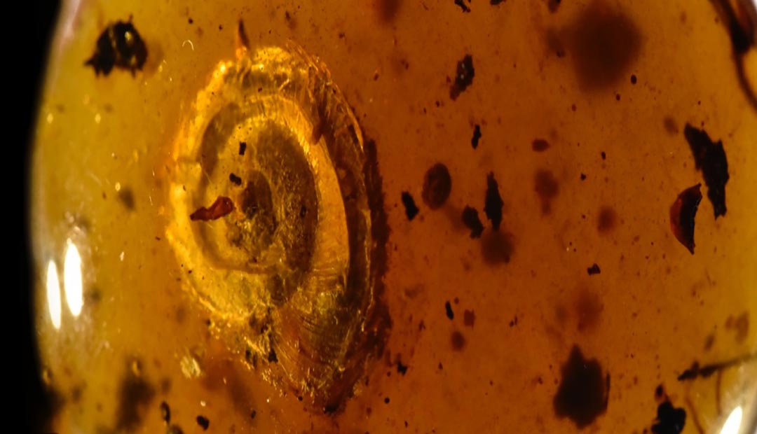 Ancient Snail From 99 Million Years Ago