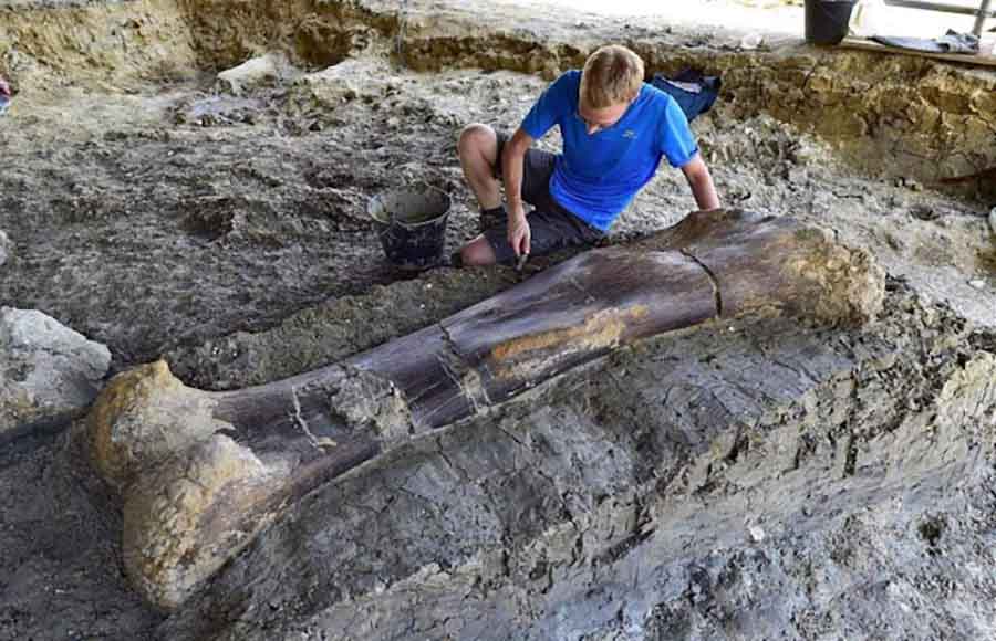 Dinosaur Bone Unearthed in France