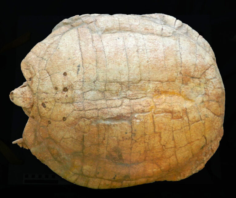 90 Million-Year-Old Giant Turtle Egg Unveils Ancient Secrets