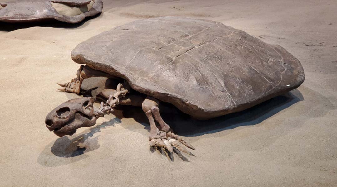 Hell’s Shells: 90 Million-Year-Old Giant Turtle Egg Unveils Ancient Secrets