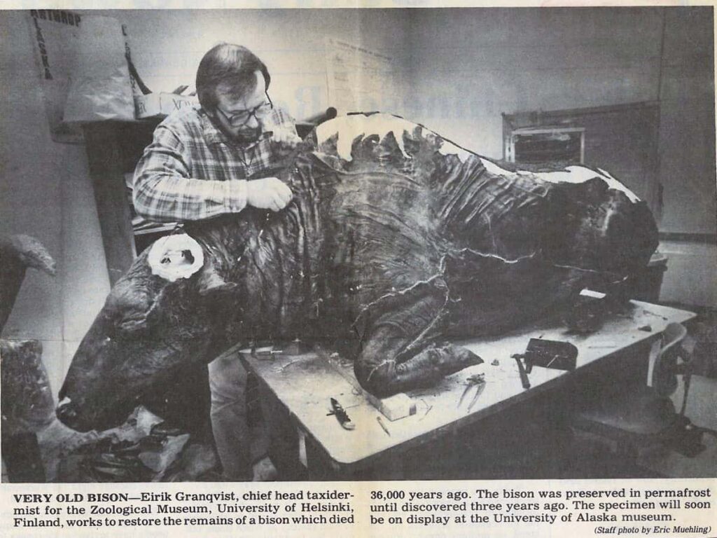  Mummified Bison was used for a Stew