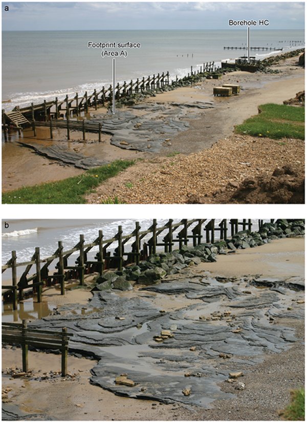 Ancient human footprints
Happisburgh