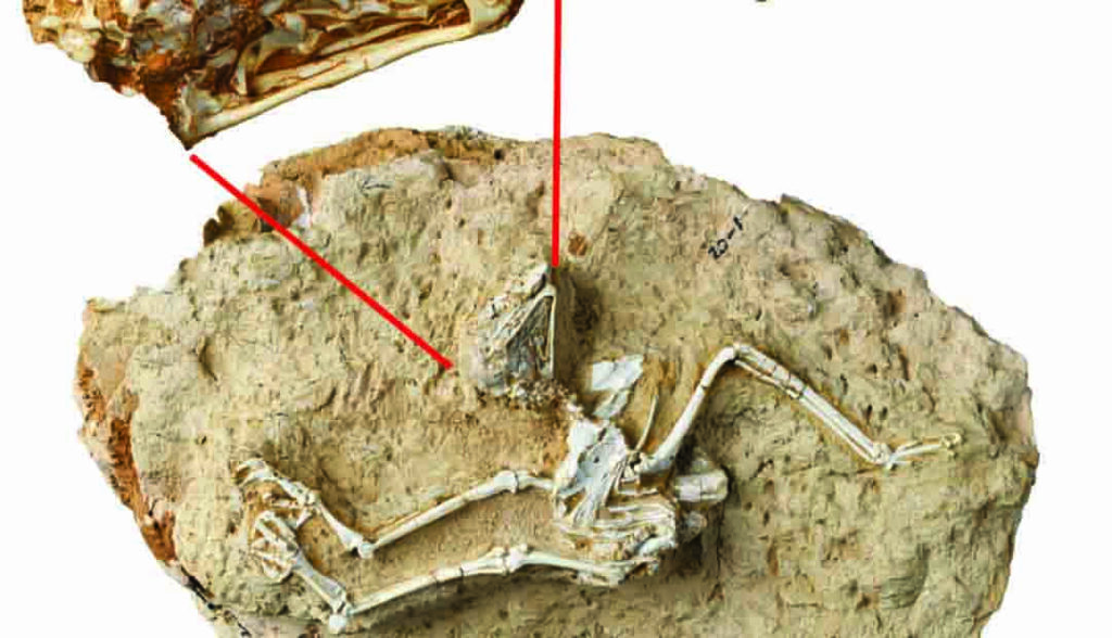 Diurnal Owl Unearthed at Tibetan Plateau Edge