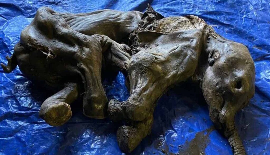 Mummified baby woolly mammoth