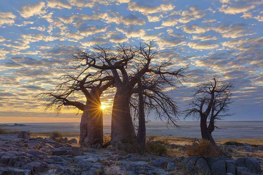 Africa’s Ancient Baobab Trees
