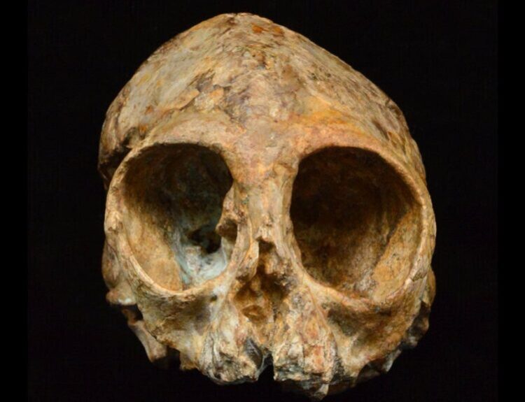 Fossil Child Skull from 2.2 Million Years Ago