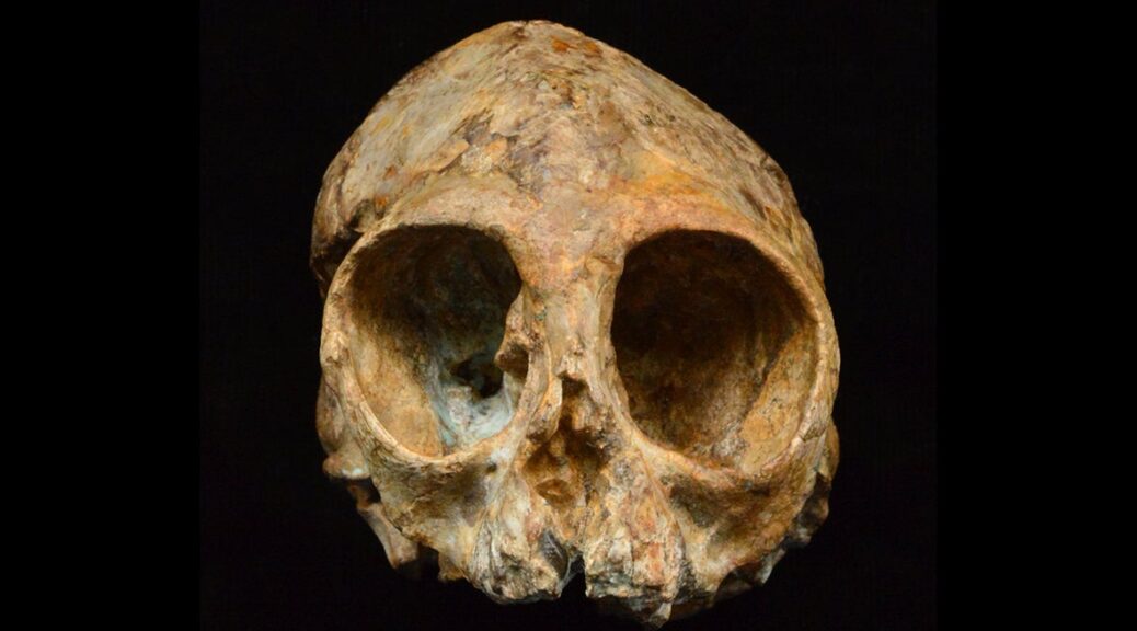 Fossil Child Skull from 2.2 Million Years Ago