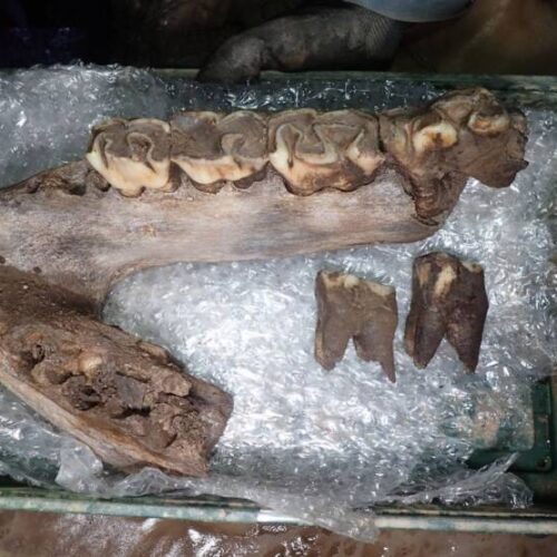 Ice Age Megafauna Remains Discovered in Devon Cave