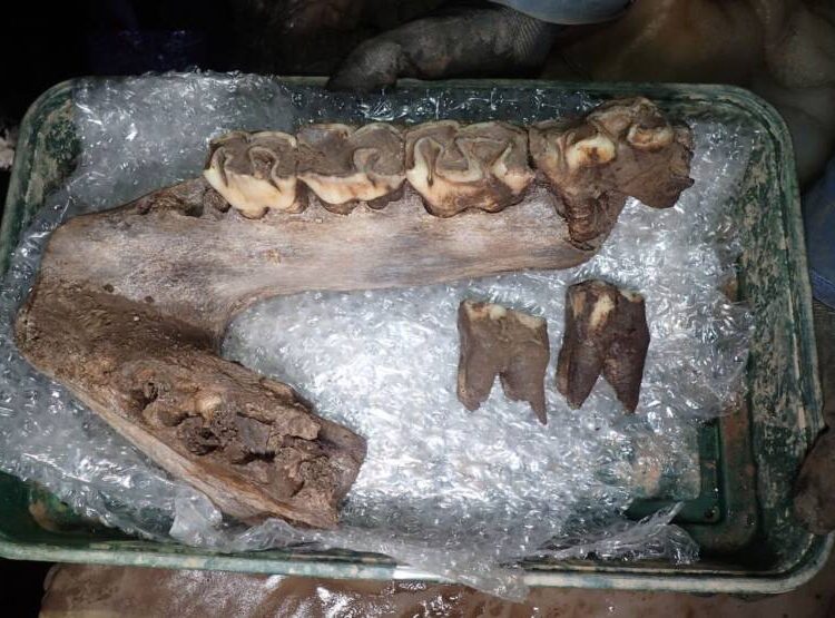 Ice Age Megafauna Remains Discovered in Devon Cave