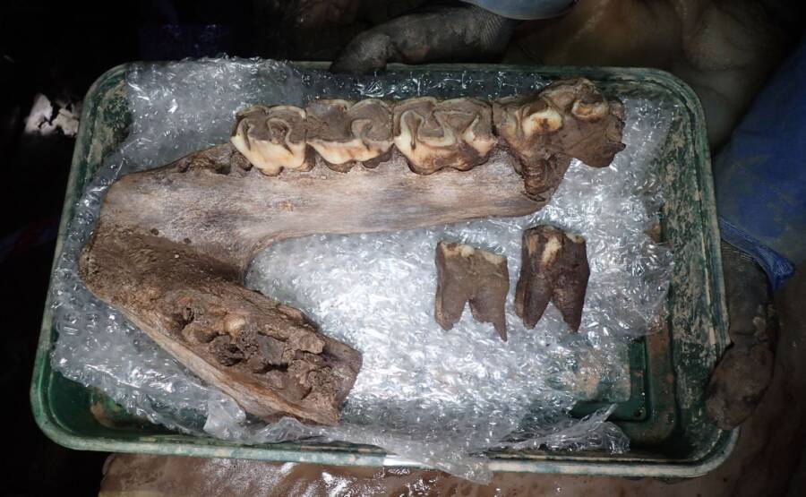 Ice Age Megafauna Remains Discovered in Devon Cave