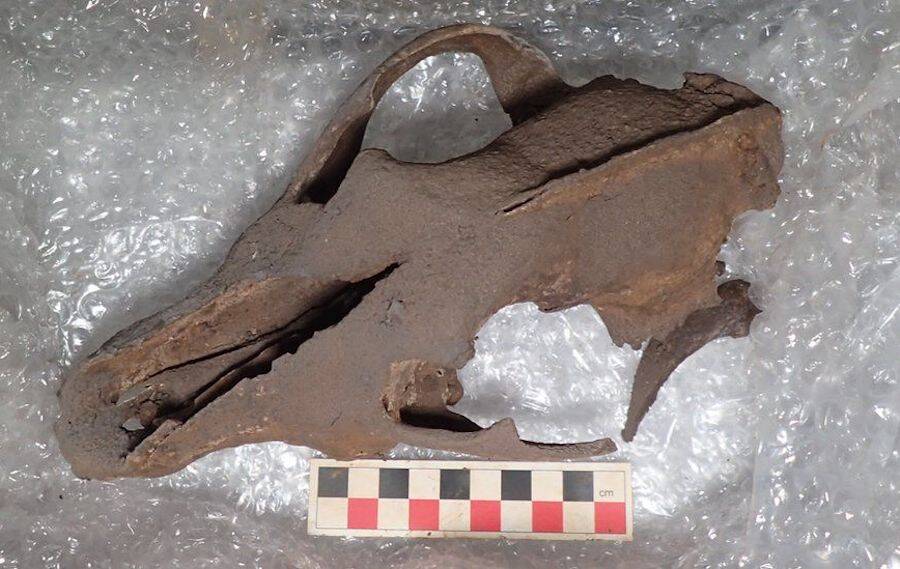 Ice Age Megafauna Remains Discovered in Devon Cave 