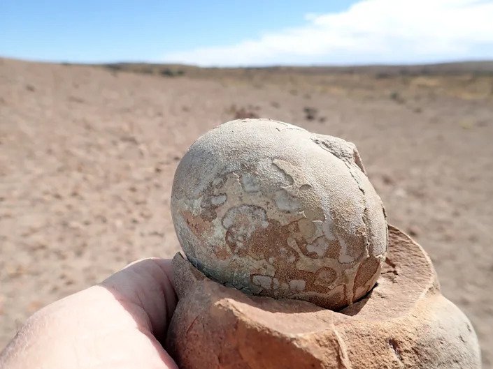 Old Nesting Ground Reveals Evidence