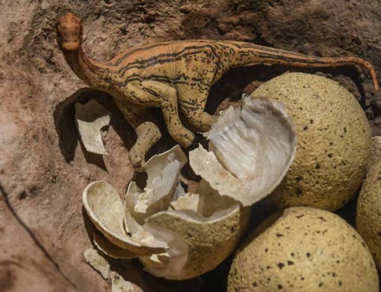 Nesting Ground Reveals Evidence