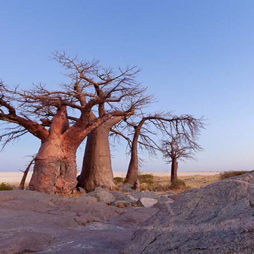 Africa’s Ancient Baobab Trees