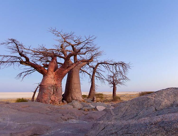 Africa’s Ancient Baobab Trees